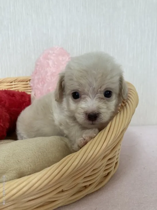 ID:2105-00286の子犬