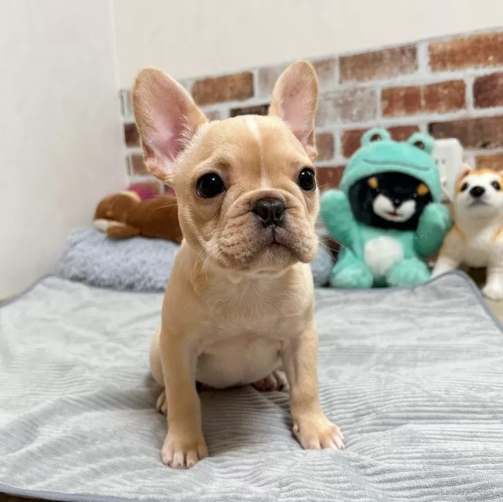 ID:2404-05058の子犬