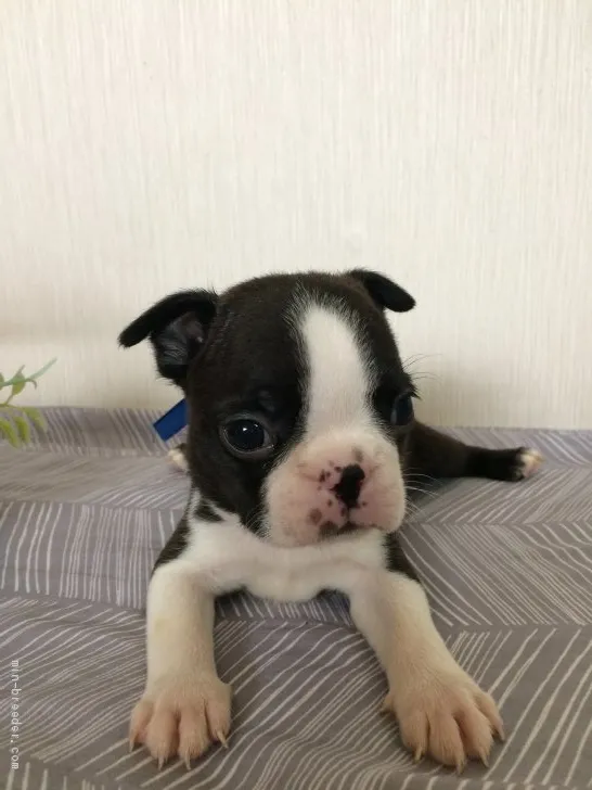 ID:1905-02736の子犬