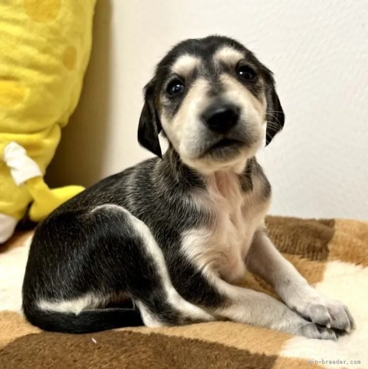 ID：2303-05059の子犬