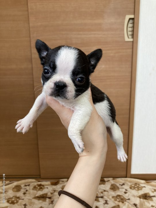 ボストンテリア 千葉県 女の子 年7月22日 ボストンカラー 柄で小ぶりな可愛い 女の子 みんなのブリーダー 子犬id 08