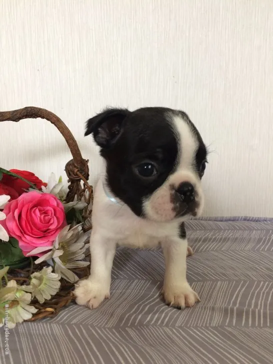 ID：1905-02735の子犬