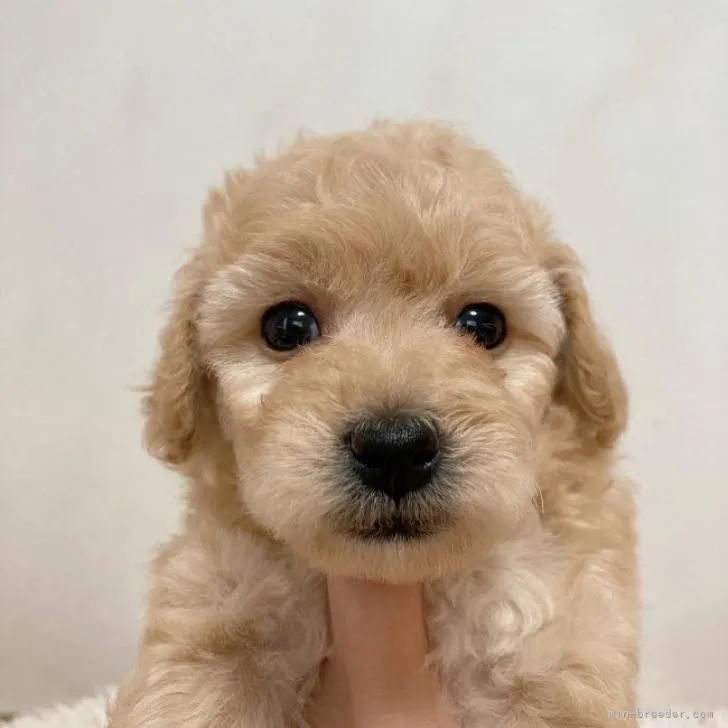 ID：2211-04303の子犬