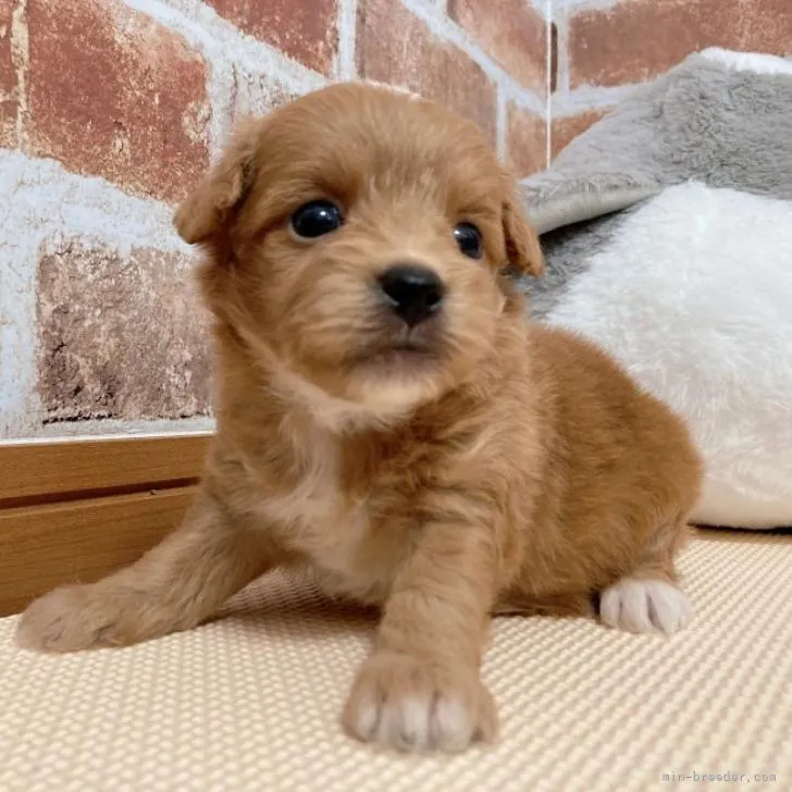 ID:2209-02917の子犬