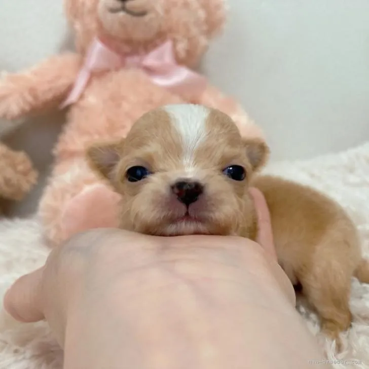 ID:2211-03333の子犬
