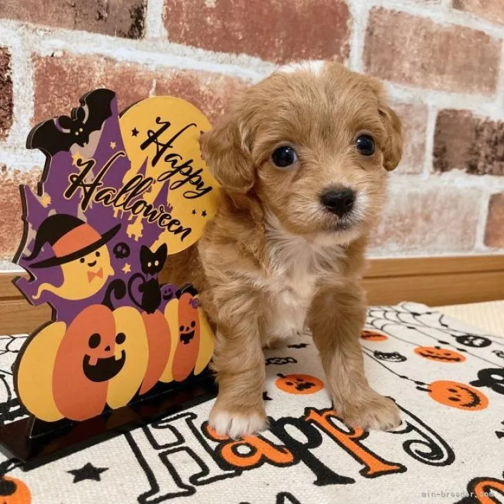 ID：2209-04572の子犬