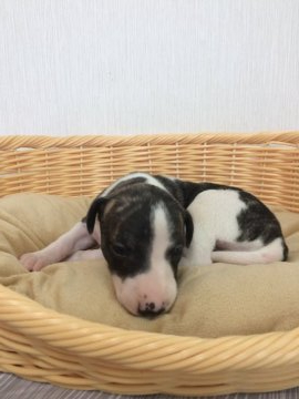 ウィペット【千葉県・女の子・2020年4月27日・ブリンドル&ホワイト】の写真「とっても可愛い元気な女の子💕」