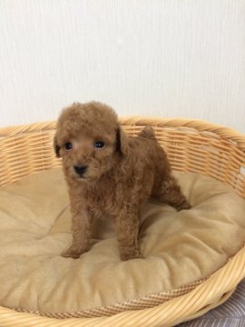 トイプードル(トイ)【千葉県・男の子・2020年4月19日・アプリコット】の写真「兄弟で一番ちびっ子の可愛い男の子💕」