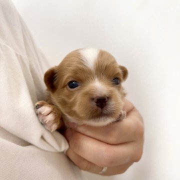 父チワワ×母トイプードル【千葉県・男の子・2023年6月20日・レッド&ホワイト】の写真「最高に可愛いチワプーくん❤️」