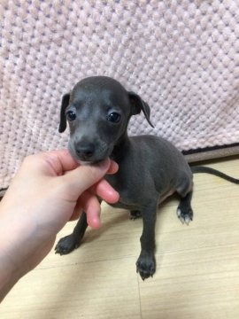 イタリアングレーハウンド【千葉県・男の子・2018年8月13日・ブルー&ホワイト】の写真「おっとり顔の男の子😌」