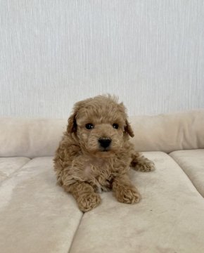 トイプードル(トイ)【千葉県・男の子・2020年12月5日・アプリコット】の写真「小ぶりで可愛いお顔の男の子💕PRA発症しません✨」