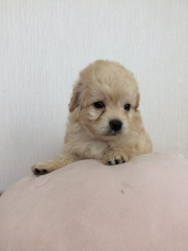 母トイプードル×父チワワ【千葉県・男の子・2020年2月21日・クリーム】の写真「綺麗な色の可愛い男の子💕」