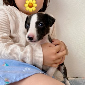 ウィペット【千葉県・男の子・2022年3月9日・ブリンドル&ホワイト】の写真「濃いめのブリンドル＆ホワイトの男の子💕」
