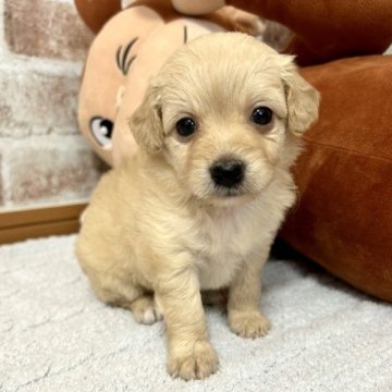 父チワワ×母トイプードル【千葉県・女の子・2023年3月4日・クリーム】の写真「GW限定価格🐶
あま〜いお顔の女の子💕」