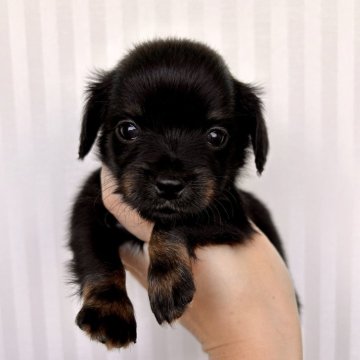 チワックス(チワワ×ダックスフンド)【千葉県・女の子・2024年7月28日・ブラックタン】の写真「最高に愛らしいひとりっ子のチワックスちゃん🥰」