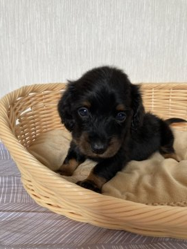 ミニチュアダックスフンド(ロング)【千葉県・男の子・2020年4月20日・ブラック&タン】の写真「小ぶりで可愛いお顔の男の子😊」