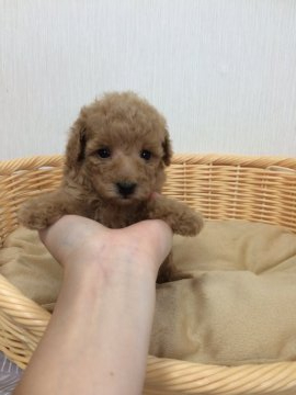 トイプードル(トイ)【千葉県・男の子・2020年4月19日・アプリコット】の写真「綺麗なアプリコットの可愛い男の子🐶」