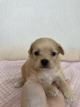 パパチワワ×ママトイプードル【千葉県・女の子・2020年9月16日・レッド】の写真「チワワ寄りの可愛いお顔の三女ちゃん☺️」