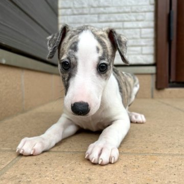 ウィペット【千葉県・女の子・2023年3月14日・ブリンドル&ホワイト】の写真「GW限定価格🐶
可愛いウィペットの女の子💕」