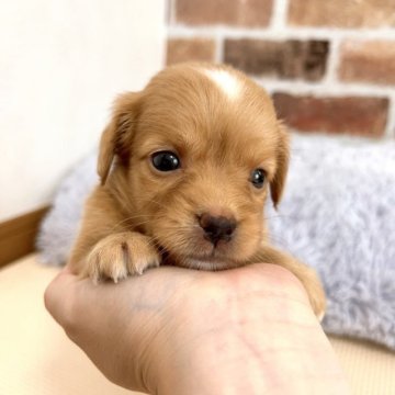 父チワワ×母ミニチュアダックス【千葉県・男の子・2023年5月22日・レッド&ホワイト】の写真「可愛いお顔の男の子💕」