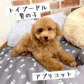 トイプードル(トイ)【千葉県・男の子・2023年4月3日・アプリコット】の写真1「8/9撮影　可愛い❤️」