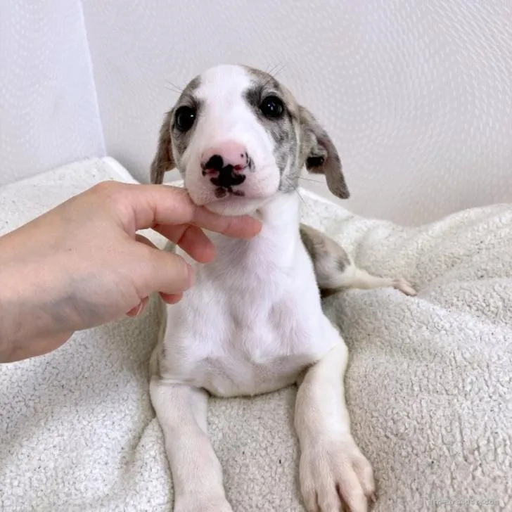 ID:2205-00903の子犬