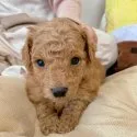 トイプードル(トイ)【千葉県・男の子・2022年3月28日・アプリコット】の写真5「会いに来てね🐶💕」
