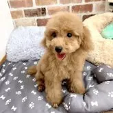 トイプードル(トイ)【千葉県・男の子・2023年4月3日・アプリコット】の写真5「会いにきてね🐶💕」