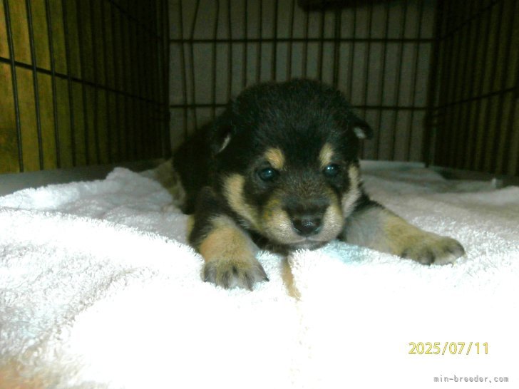 村山一男ブリーダーのブログ：柴犬　理佐子犬　生後１８日目