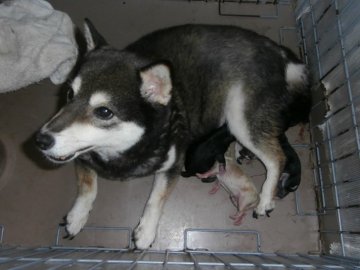 関西 近畿の紀州犬のブリーダーのブログ特集 みんなのペットライフ 関西 近畿の紀州犬のブリーダーのブログ特集 みんなのペットライフ