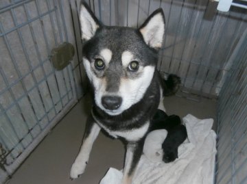 関西 近畿の紀州犬のブリーダーのブログ特集 みんなのペットライフ 関西 近畿の紀州犬のブリーダーのブログ特集 みんなのペットライフ