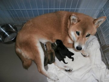 関西 近畿の紀州犬のブリーダーのブログ特集 3ページ目 みんなのペットライフ 関西 近畿の紀州犬のブリーダーのブログ特集 3ページ目 みんなのペットライフ