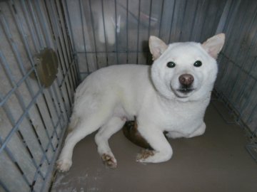 大阪府の紀州犬のブリーダーのブログ特集 3ページ目 みんなのペットライフ 大阪府の紀州犬のブリーダーのブログ特集 3ページ目 みんなのペットライフ