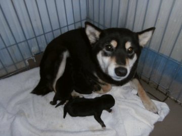 大阪府の紀州犬のブリーダーのブログ特集 みんなのペットライフ 大阪府の紀州犬のブリーダーのブログ特集 みんなのペットライフ
