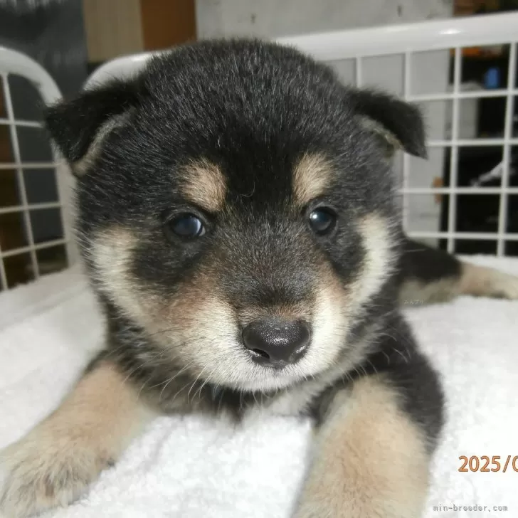 柴犬(標準サイズ)【大阪府・男の子・2025年5月31日・黒】の写真1「健康です。」