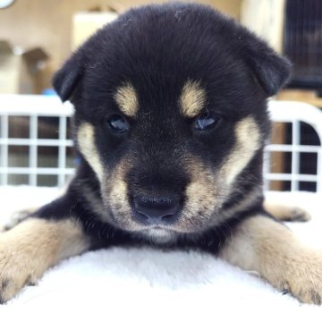 柴犬(標準サイズ)【大阪府・男の子・2025年7月18日・黒】の写真「芽実子犬　桃　Ｎｏ．８２５「琥優（クウ）」」