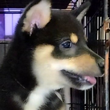 柴犬(標準サイズ)【大阪府・女の子・2025年7月18日・黒】の写真「芽依子犬　桃　Ｎｏ．８２８「祈愛（ノア）」」