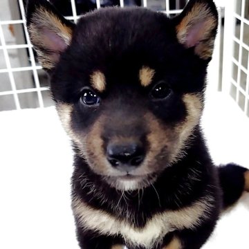 柴犬(標準サイズ)【大阪府・女の子・2025年7月18日・黒】の写真「芽依子犬　桃　Ｎｏ．８２７「救愛（キュア）」」