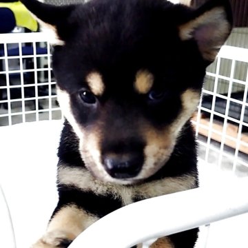 柴犬(標準サイズ)【大阪府・男の子・2025年7月18日・黒】の写真「芽依子犬　桃　Ｎｏ．８２５「琥優（クウ）」」