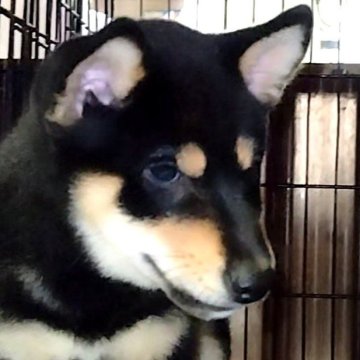 柴犬(標準サイズ)【大阪府・男の子・2025年7月18日・黒】の写真「芽依子犬　青　Ｎｏ．８２５「琥優（クウ）」」