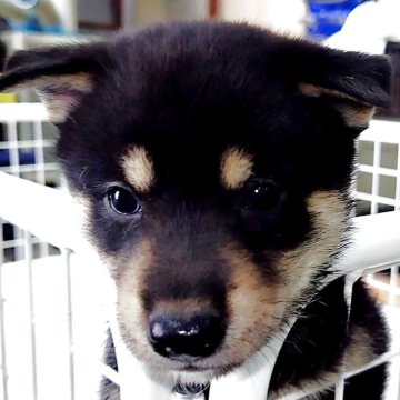 柴犬(標準サイズ)【大阪府・男の子・2025年7月18日・黒】の写真「芽依子犬　桃　Ｎｏ．８２６「夏生（カイ）」」
