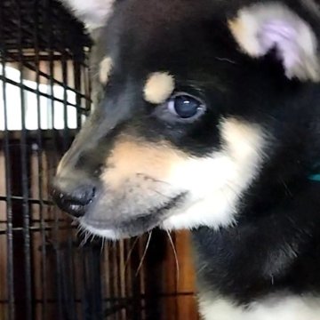 柴犬(標準サイズ)【大阪府・男の子・2025年7月18日・黒】の写真「芽依子犬　緑　Ｎｏ．８２４「凛玖（リク）」」