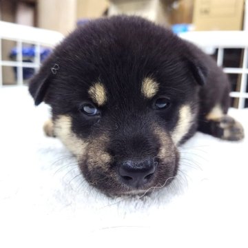 柴犬(標準サイズ)【大阪府・男の子・2025年7月18日・黒】の写真「芽実子犬　緑　Ｎｏ．８２４「凛玖（リク）」」
