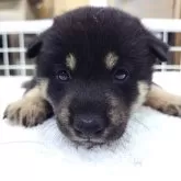 柴犬(標準サイズ)