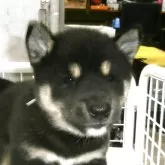 柴犬(標準サイズ)