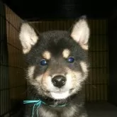 柴犬(標準サイズ)