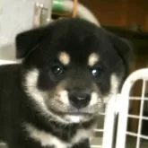 柴犬(標準サイズ)