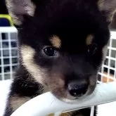 柴犬(標準サイズ)