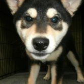 柴犬(標準サイズ)