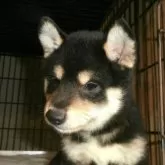 柴犬(標準サイズ)